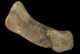 Pachycephalosaur Matatarsal (Foot) Bone - Montana #121976-2